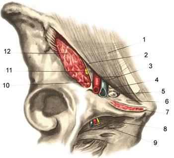 Lacuna musculorum et lacuna vasorum