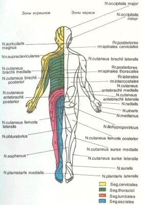 Зона чувствительности иннервации кожи II