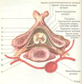 Артерии спинного мозга (поперечный разрез)