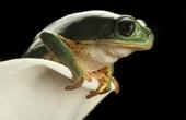 Южноамериканская лягушка поможет победить рак, диабет и инсульт