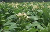 Генетически модифицированный табак поможет в борьбе с ВИЧ