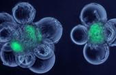 Использование стволовых клеток может помочь омолаживанию иммунных клеток