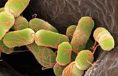 Кишечная бактерия защищает от инфекции E. Coli O157:H7