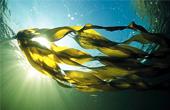Полезные свойства морских водорослей