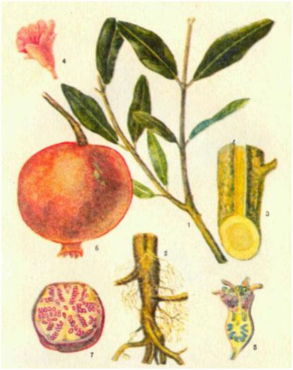 Гранат (гранатник) (Punica granatum L.)