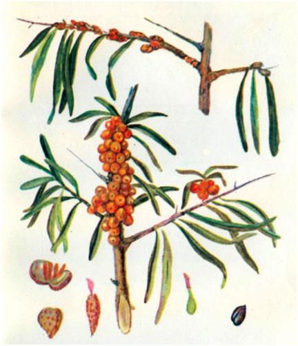 Облепиха крушеновая (Hippophae L.)