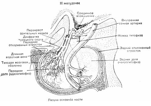 Схематическое изображение расположения гипофиза человека
