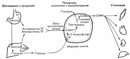 Гомеостаз жира у человека