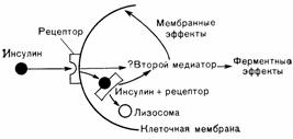 Взаимодействие инсулина с рецептором